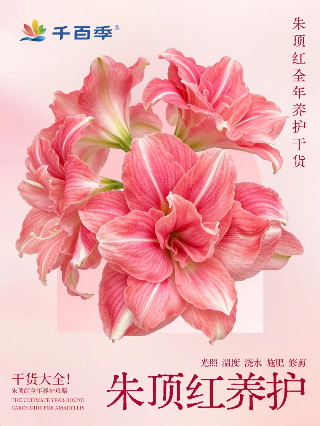 保姆级❗朱顶红全年养护完整版