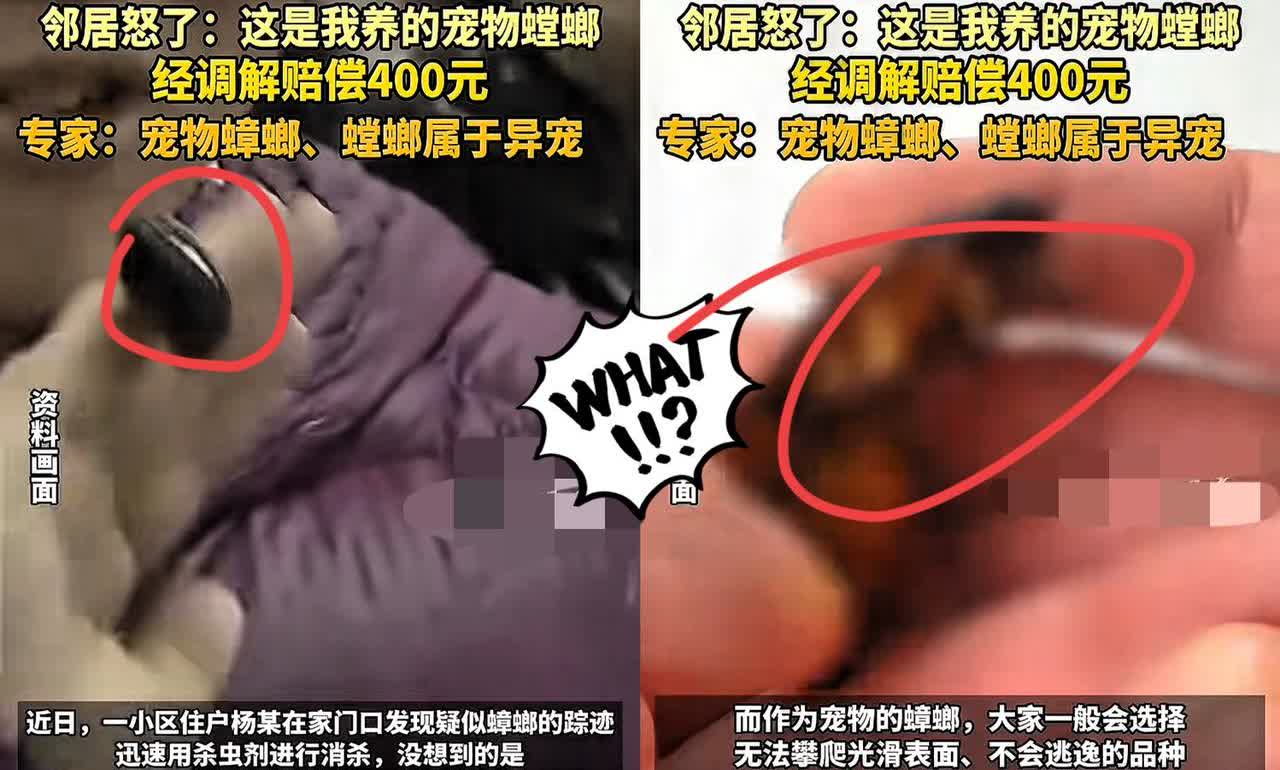大无语事件！杭州一男子喷死“蟑螂”，结果赔邻居400块。就因为那压根不是