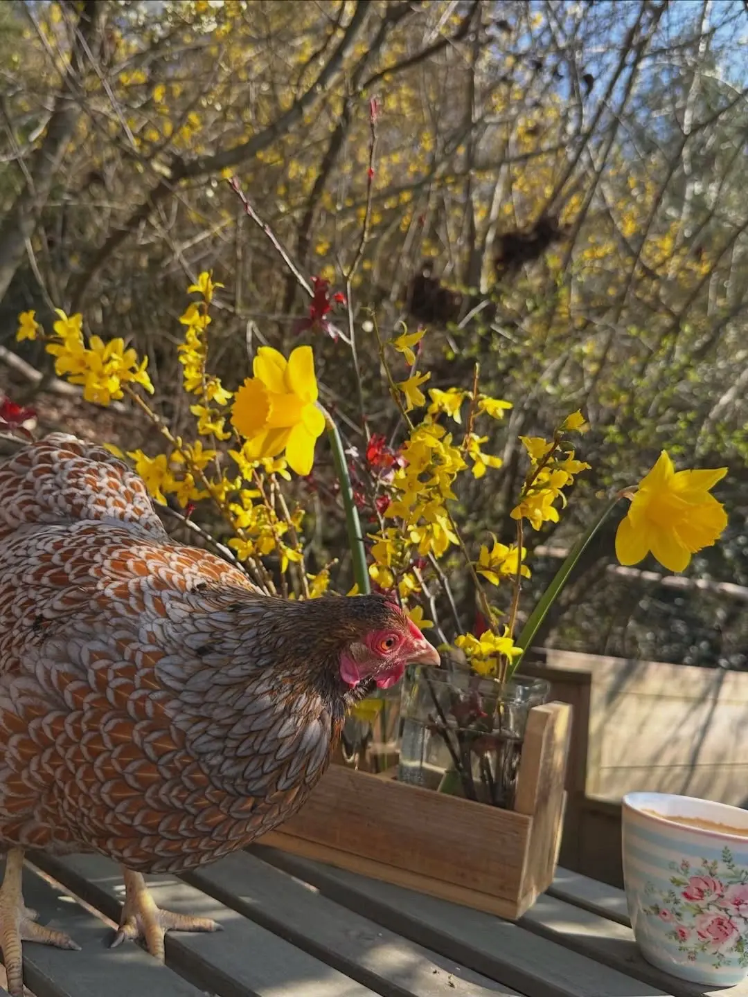 春天真的来了，小体紫怀特。