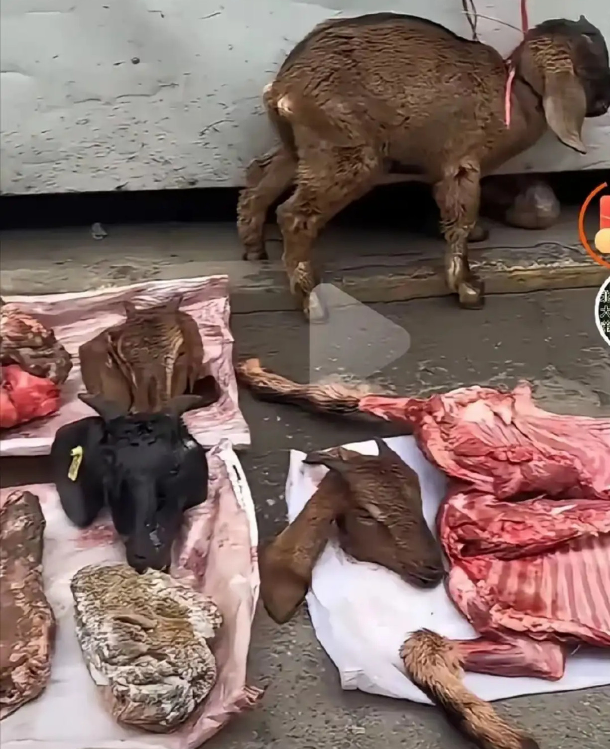 街头羊肉摊，为啥还要栓只小羊​​​