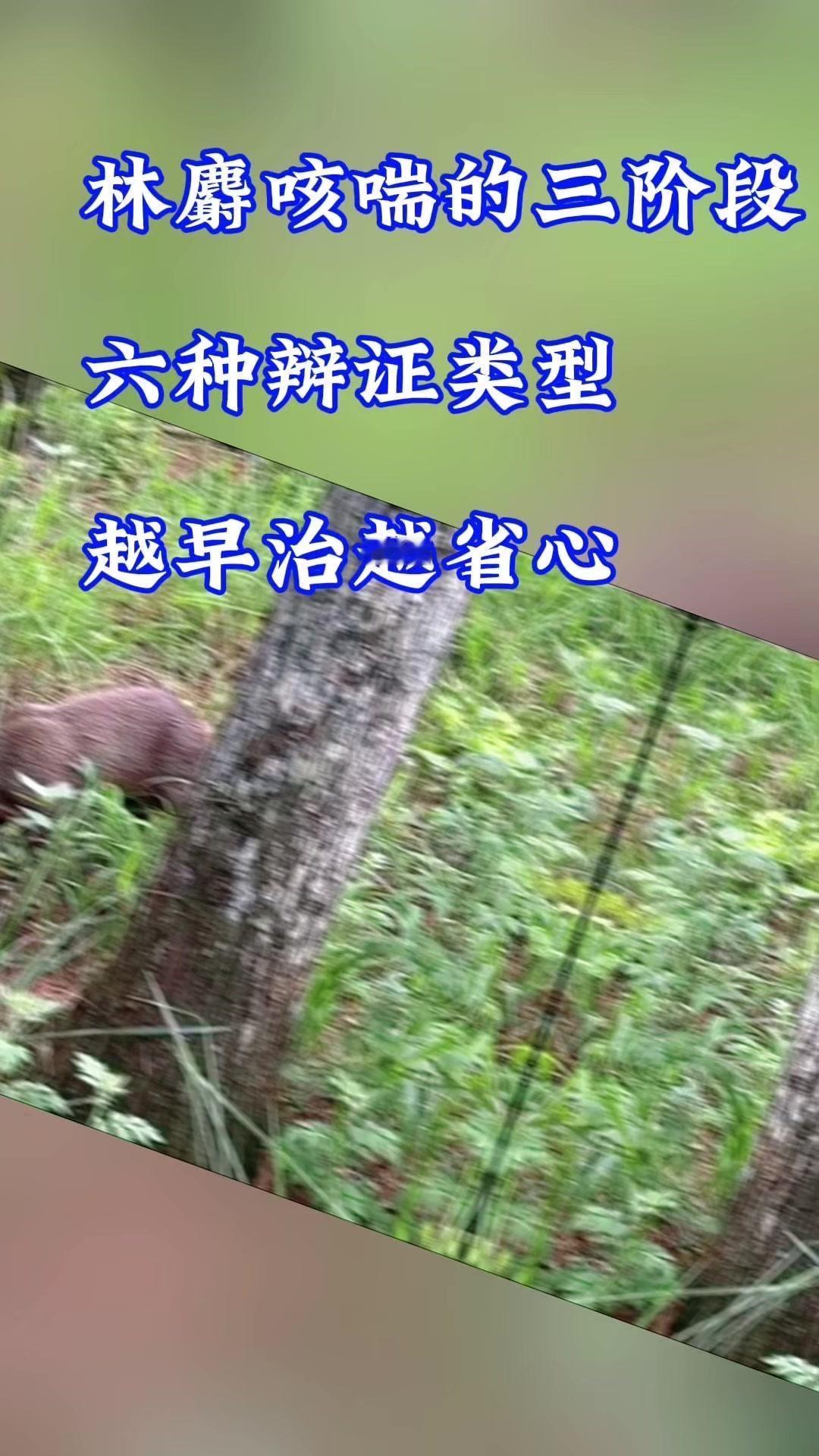 养殖林麝的家人们注意啦，咳喘问题得按阶段和类型来治才管用～📍三阶段病程