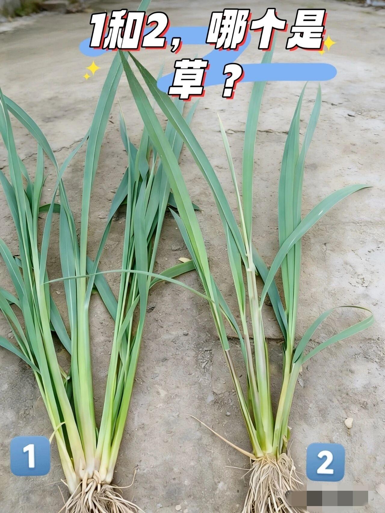 在城里待久了，你还认得出哪棵是水稻，哪棵是杂草吗？