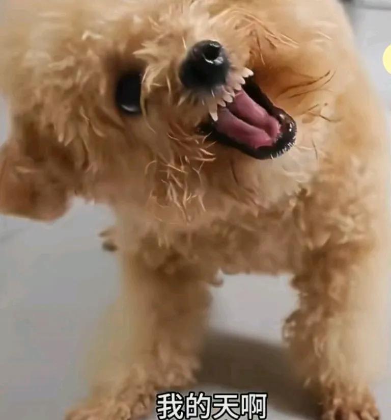 狗子护食头都被气歪了，吓得主人不知所措，主人看着他的样子，感觉都要快变异了，