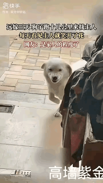 这狗笑起来真好看，一口大白牙[捂脸哭][捂脸哭][捂脸哭]