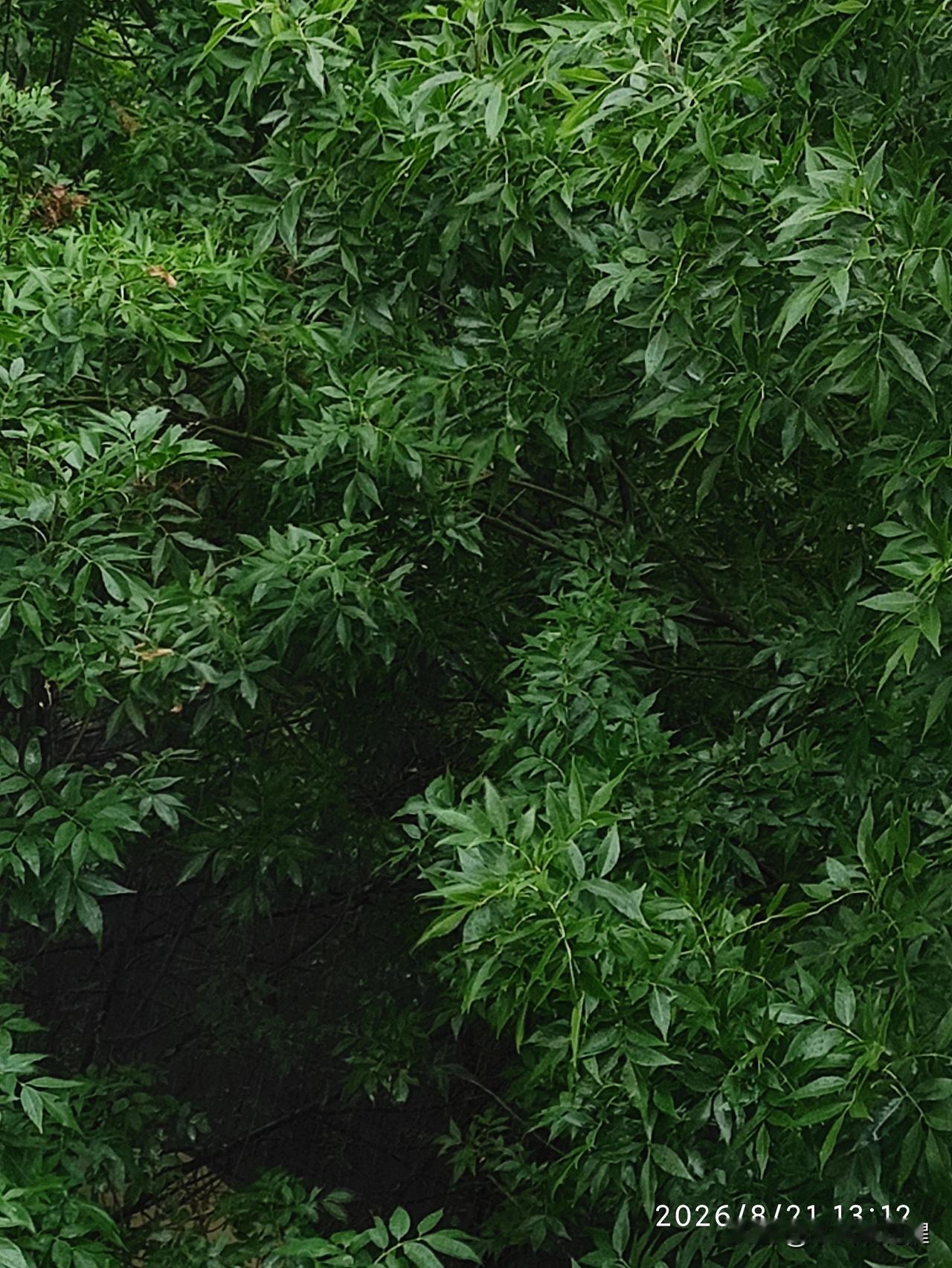 这天气预报真是不准！外面雨哗哗的下，气象预报显示的是多云，两小时内无降雨，真是有
