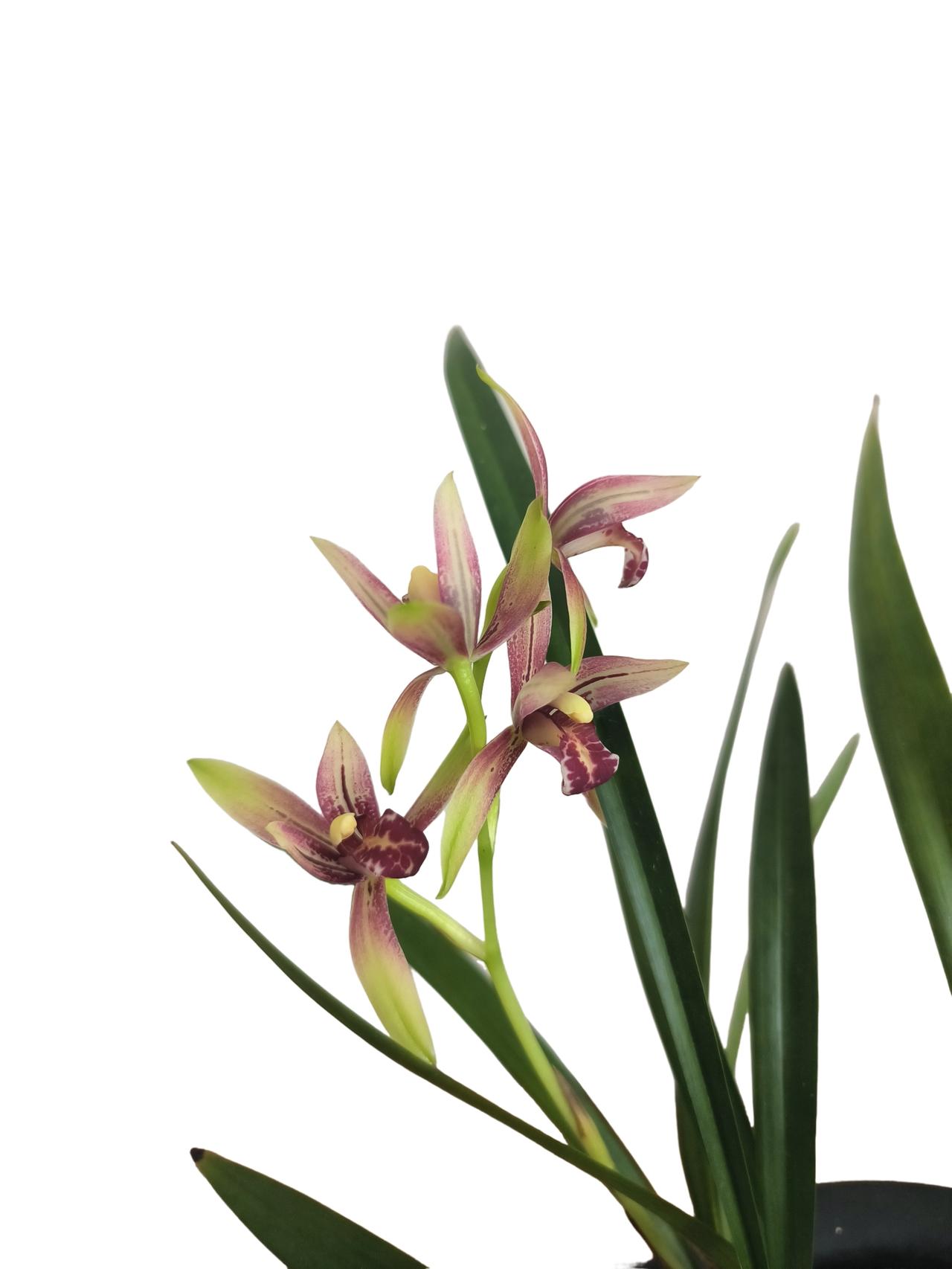 无为的最高境界是什么?管理的最高境界是无为而治，但是对无为而治，在理解上，很多人