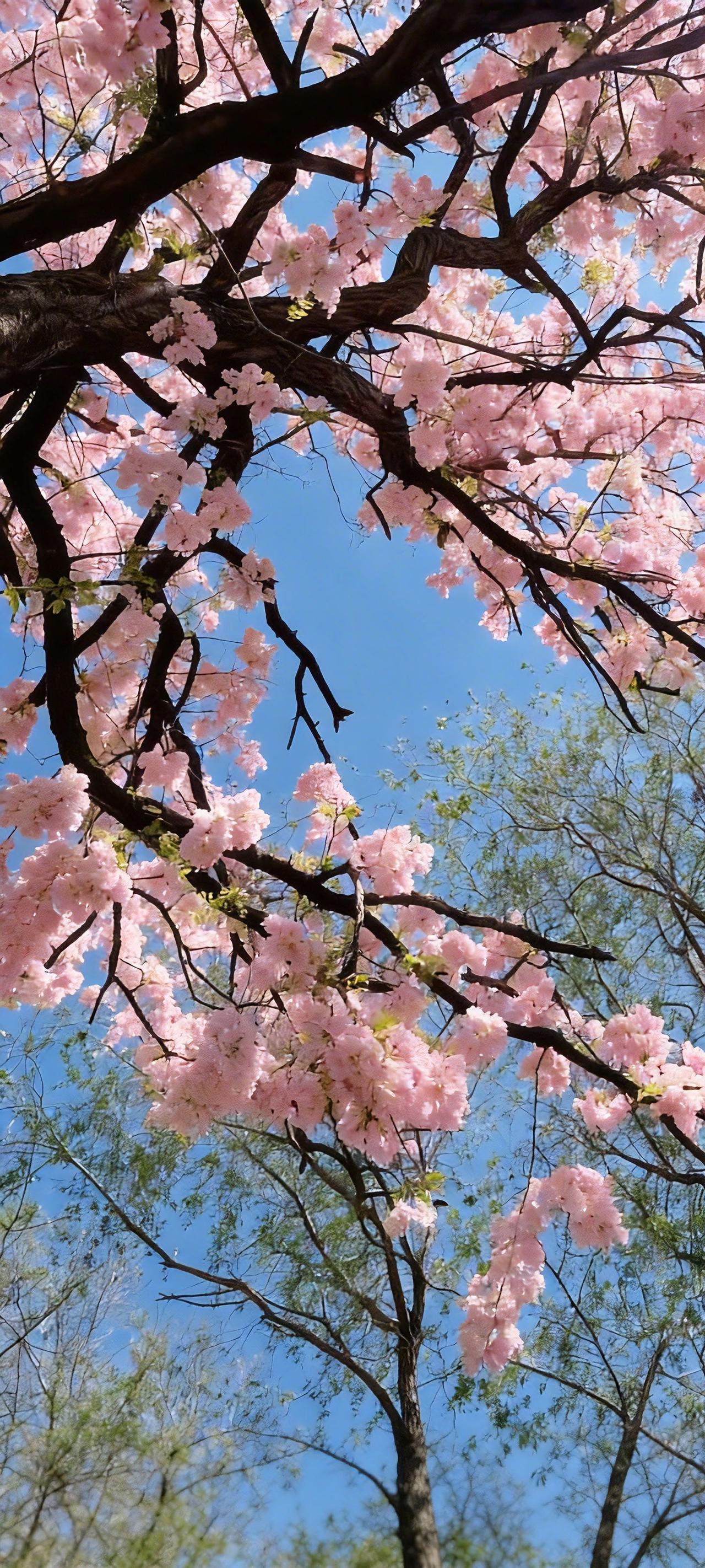 每日精选高清醉美壁纸【728期】‖等你等到高原的花儿都开了。晒晒你相册里的