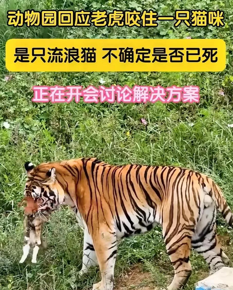 这只猫死在极致官僚主义手中！网上一段视频，是青海某野生动物园里饲养的一只老虎，