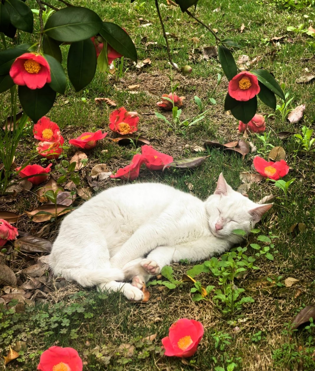 小猫咪你是会睡觉的，狸奴小睡不知愁，忙添落花作锦裘