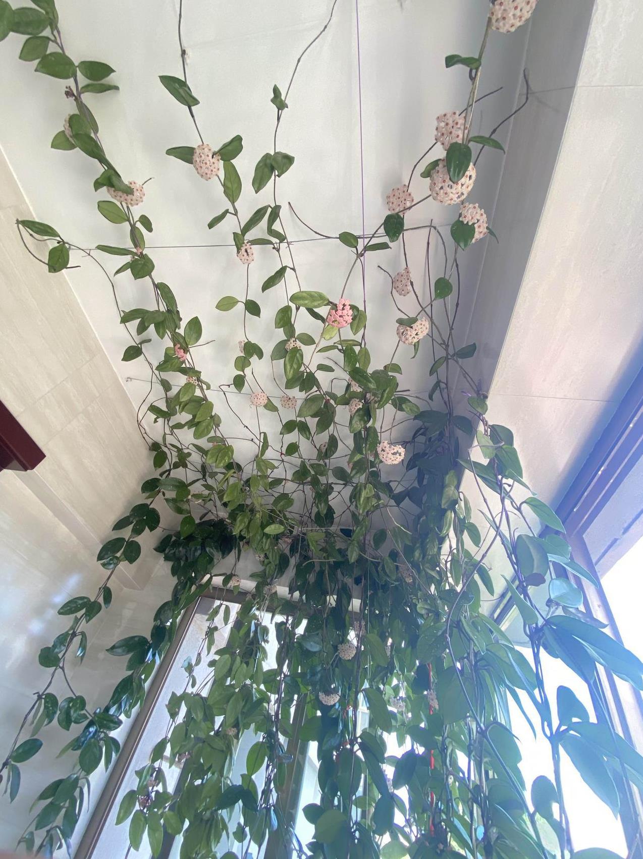 #晒一张你拍的花#我养的球兰现在开花的有12盆，从去年七月份开始，连续不断地开花
