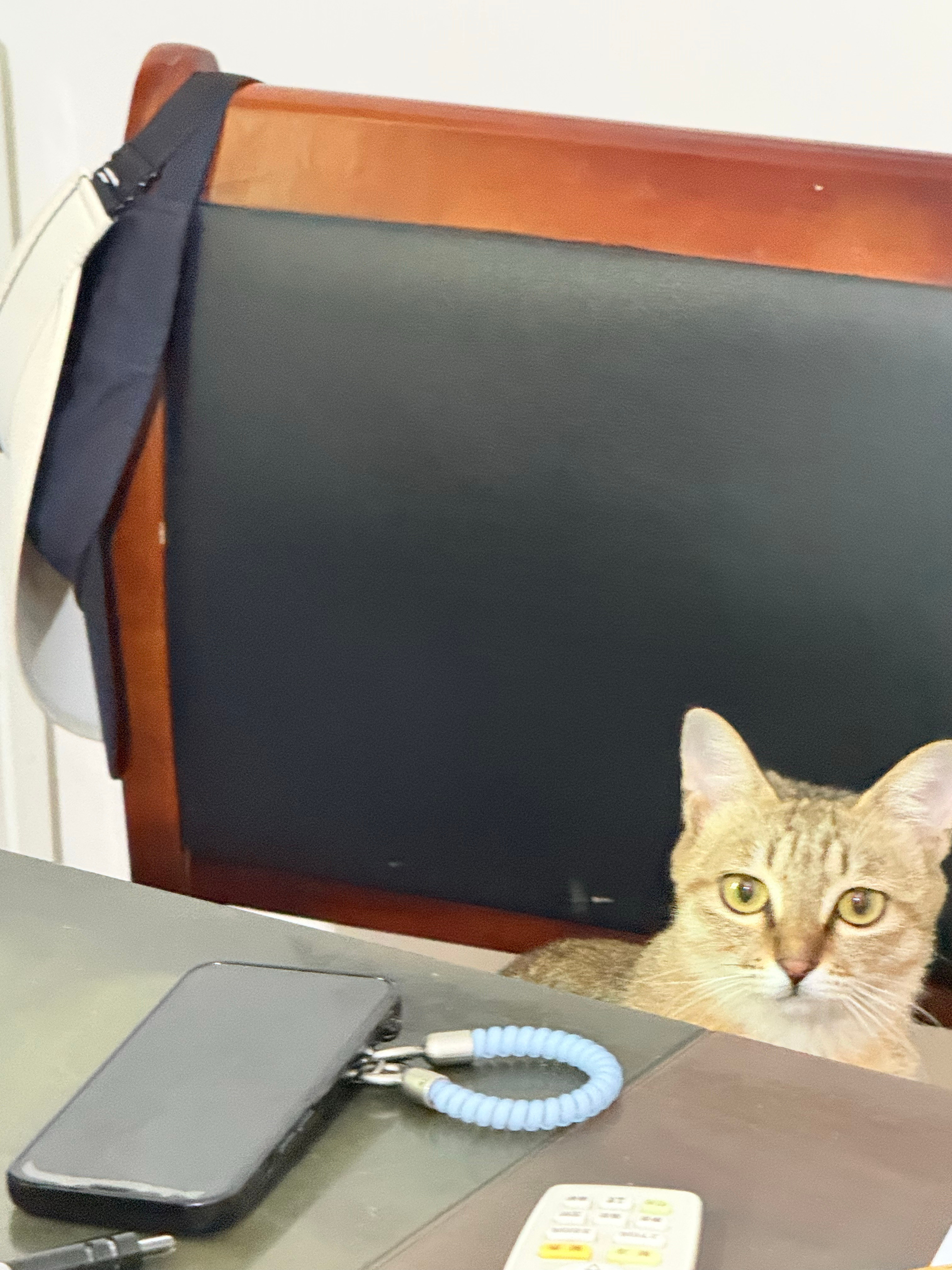每天早上都要摸四只猫