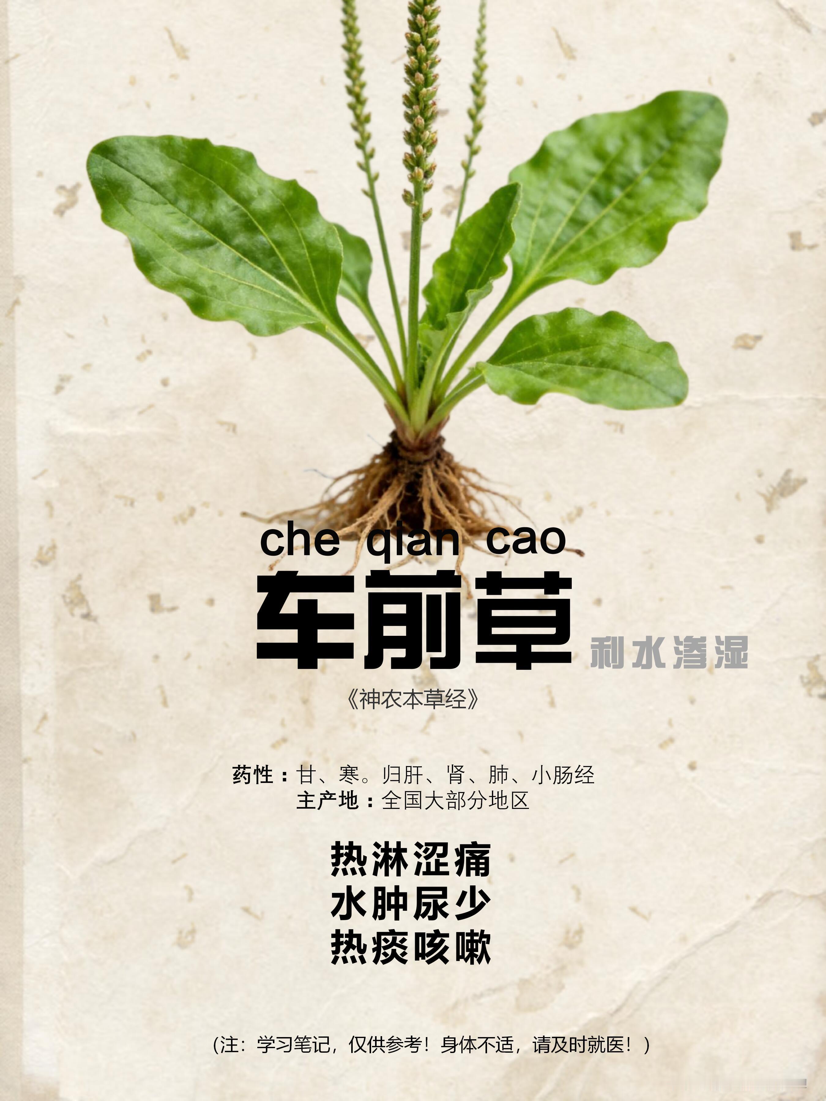 中医车前草的14种搭配国医的精诚力量