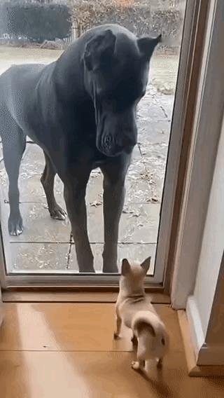 小狗说：主人你太坏了，一点也不给我面子。