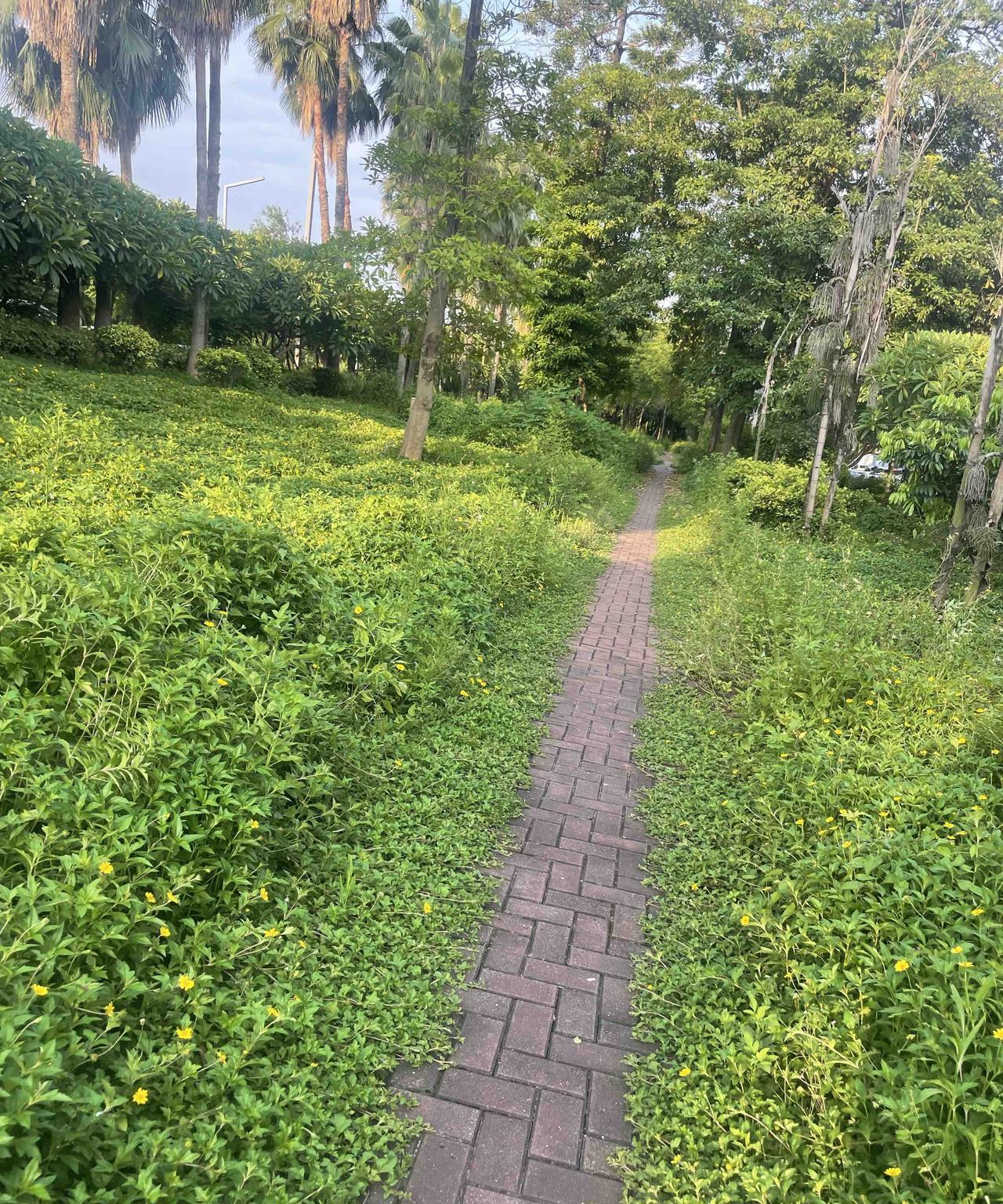 大环境不好也不至于这样吧？这条路以前两三个月就会清理一次杂草这次从过年开始到