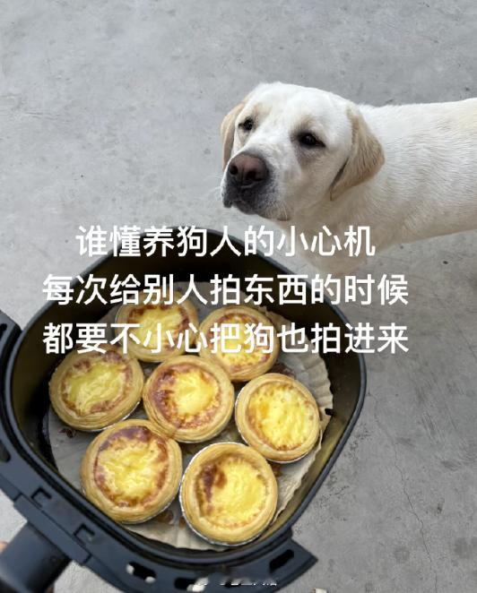 养宠人的小心机belike​​​