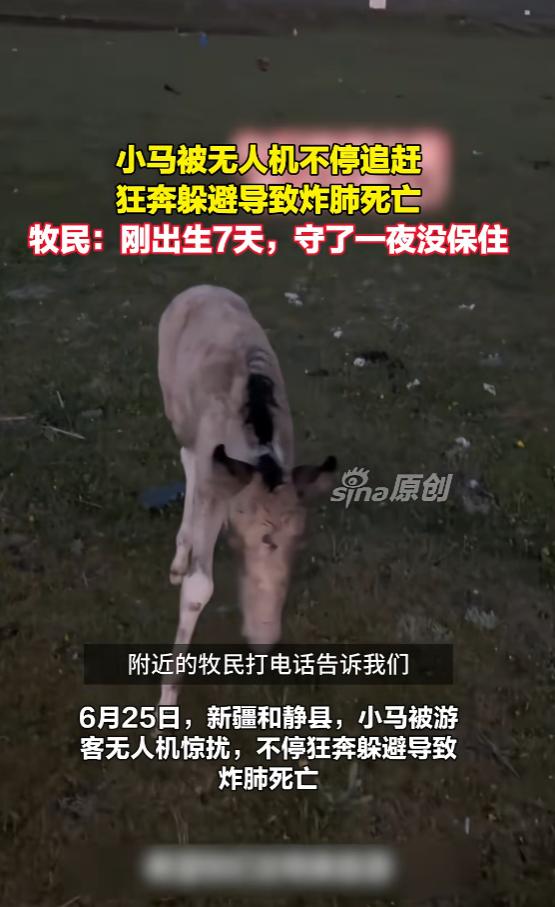 “简直坏透了！”6月27日报道，新疆，一只小马才出生7天，就被一名游客操控无人机