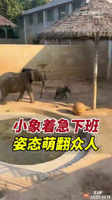 山东威海一处动物园内，一名女子在观看大象时，发现了非常有趣的一幕，只见饲养员把圈