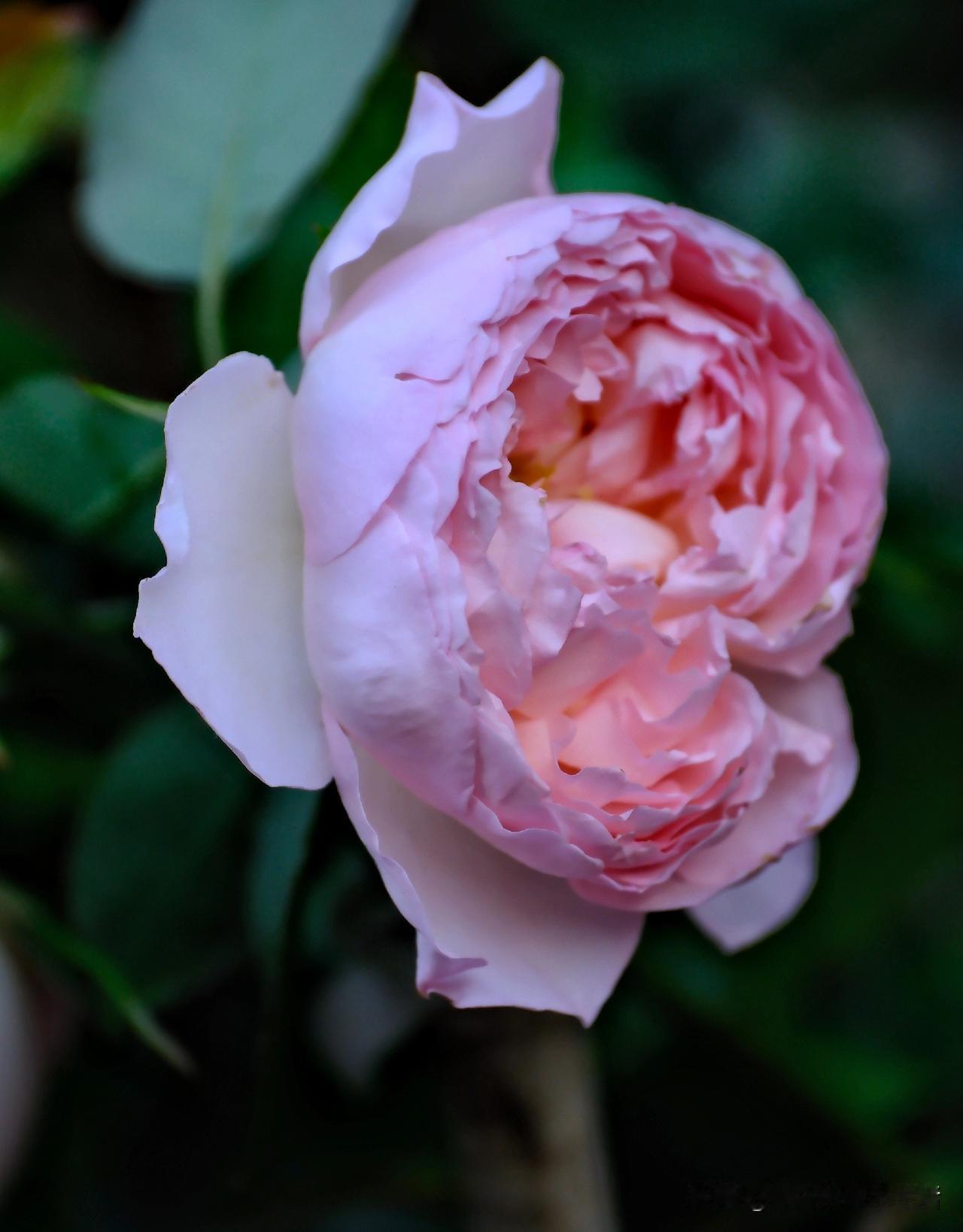 新栽的月季花开了第二波，这次开的花不如第一波大，但花型特别喜欢，包子状的层