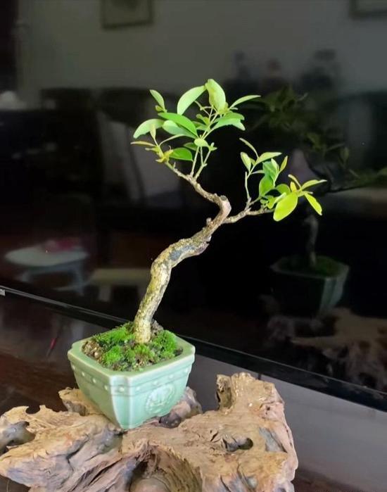 什么树桩做盆景最好?选材苍古易成活、枝干古朴耐看的树桩，是打造精品盆景的关键前