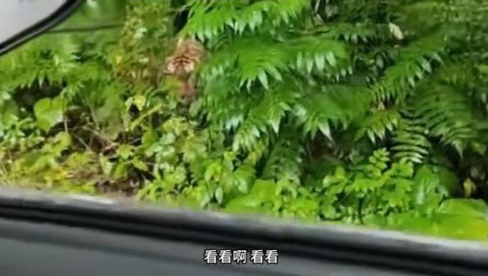 “太吓人了！”8月6日，吉林延边，一男子上班途中，竟然遇到了一只成年东北虎！男子