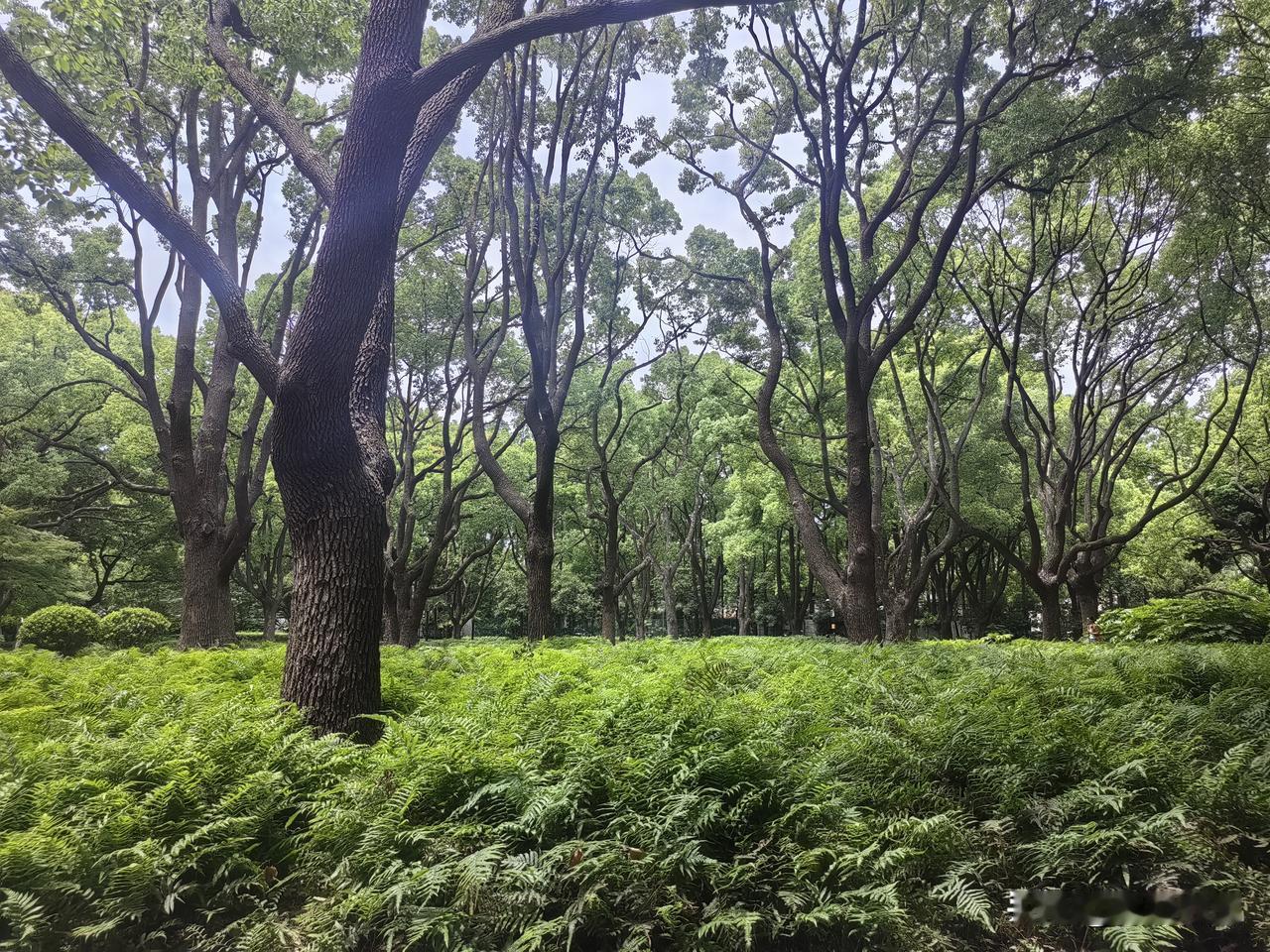 昨天在上海一天挺忙的，看看我都干了些啥。吃了早饭以后，先去逛公园。儿子给我推