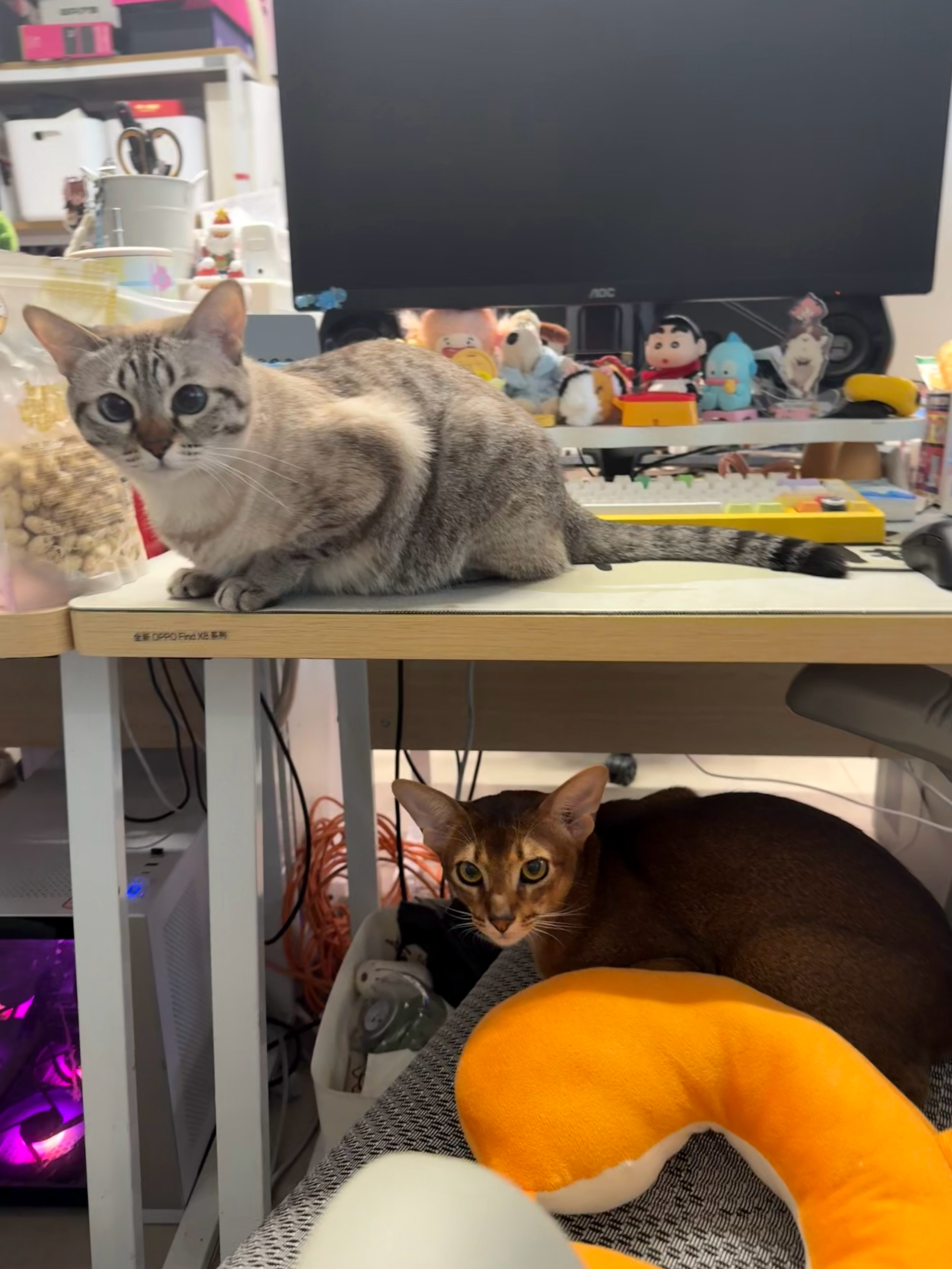 猜猜是什么魔法🪄能让两只猫猫在这里乖乖待着[doge]​​​