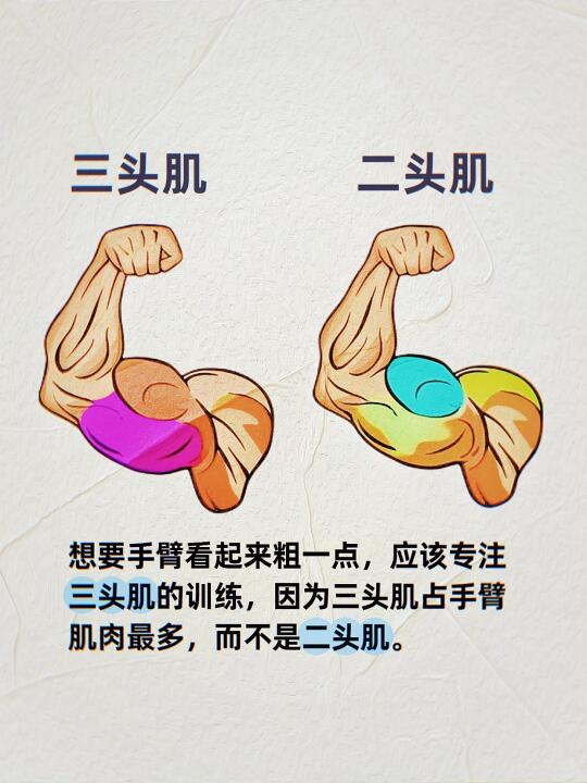 手臂粗细的关键在于三头肌！