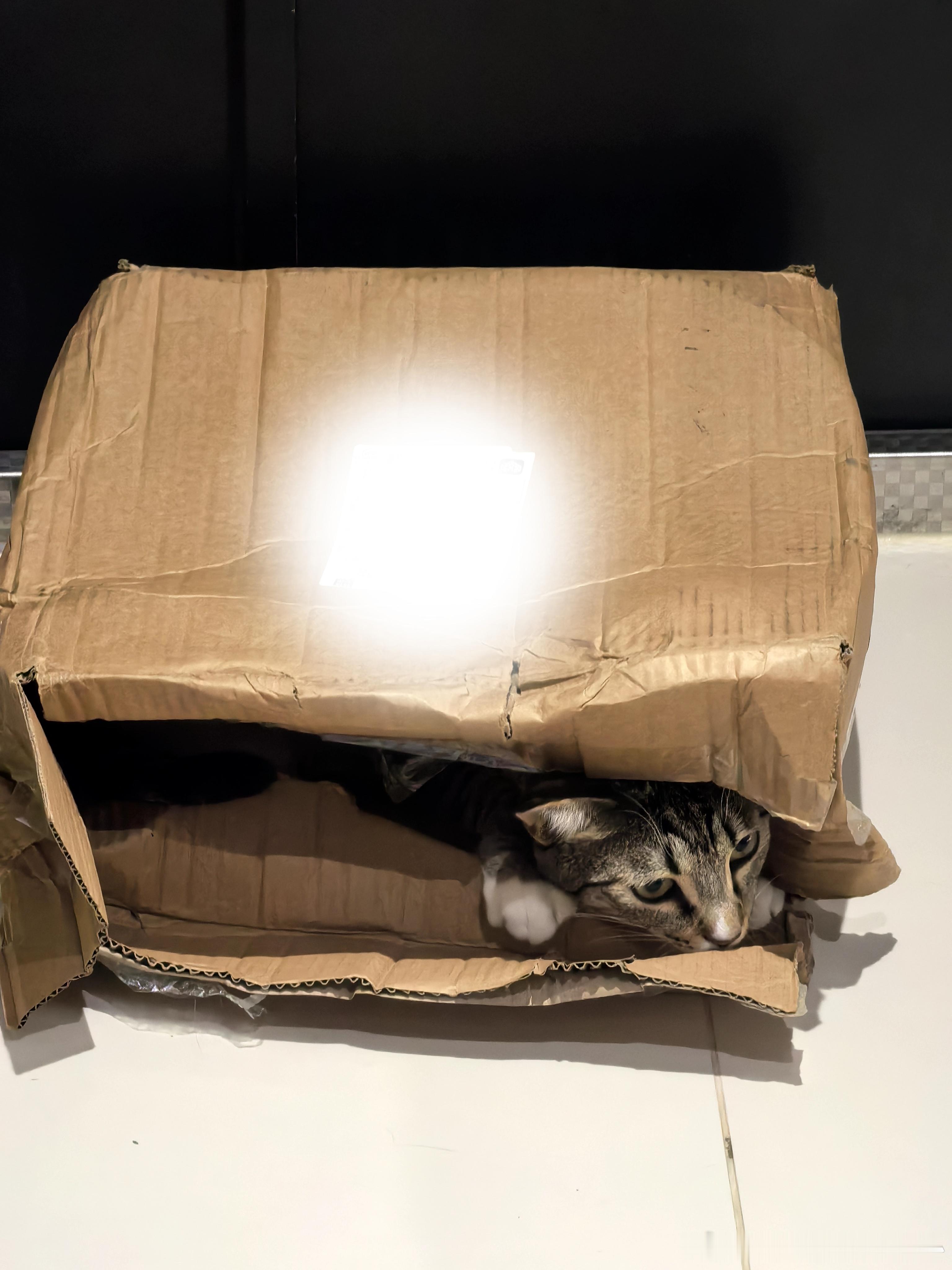 小猫咪果然最喜欢纸箱[doge]​​​