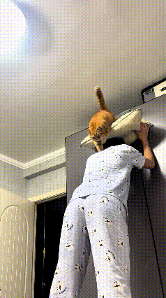 猫咪跑到高高的柜子顶上，这下被困住下不来，急得不停叫唤。主人特别懂它，拿个枕头