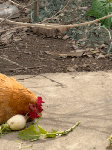 全网都在发白菜叶子，我家有萝卜叶子，不知头条会不会给流量呢？一只老母鸡正蹲在