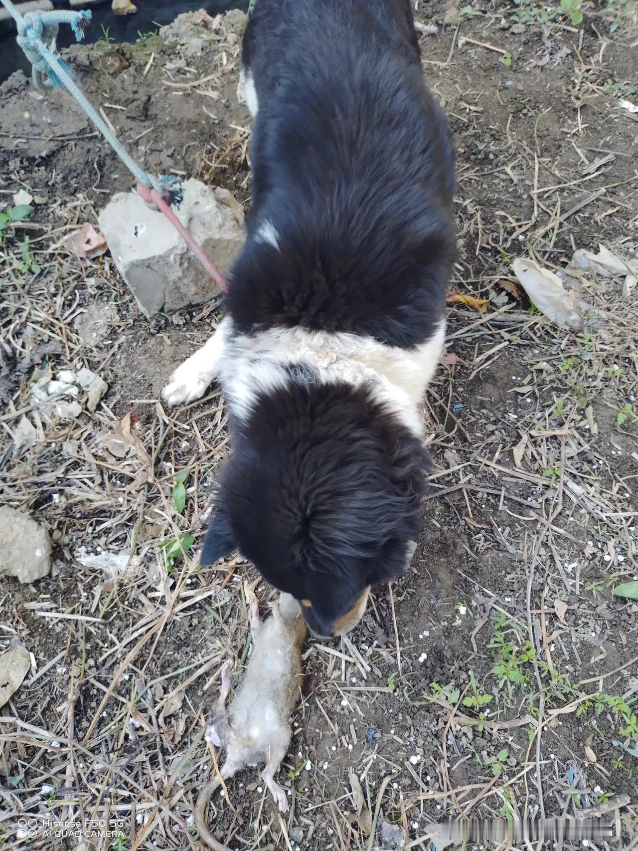 俗话说，狗拿耗子，多管闲事，今天我牵狗出去撒尿，它竟然一下子冲出去，真抓到一只