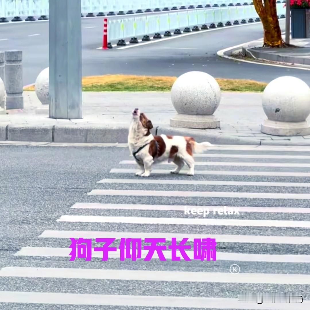 狗子站在斑马线上，不时仰着头发出呜呜呜的哀鸣，看起来十分可怜。狗子的脖子上拴着绳