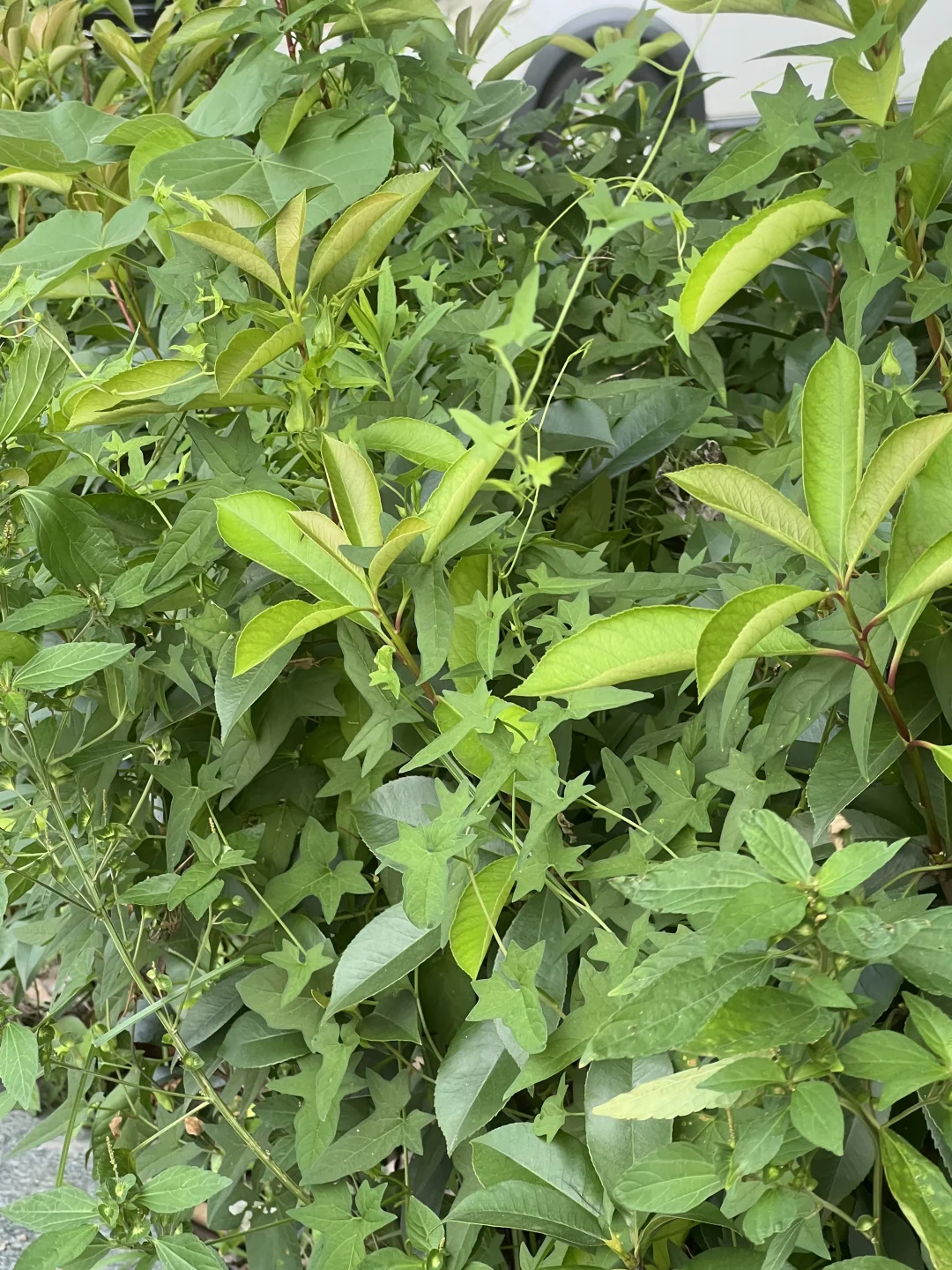 绿色的绿植真好看