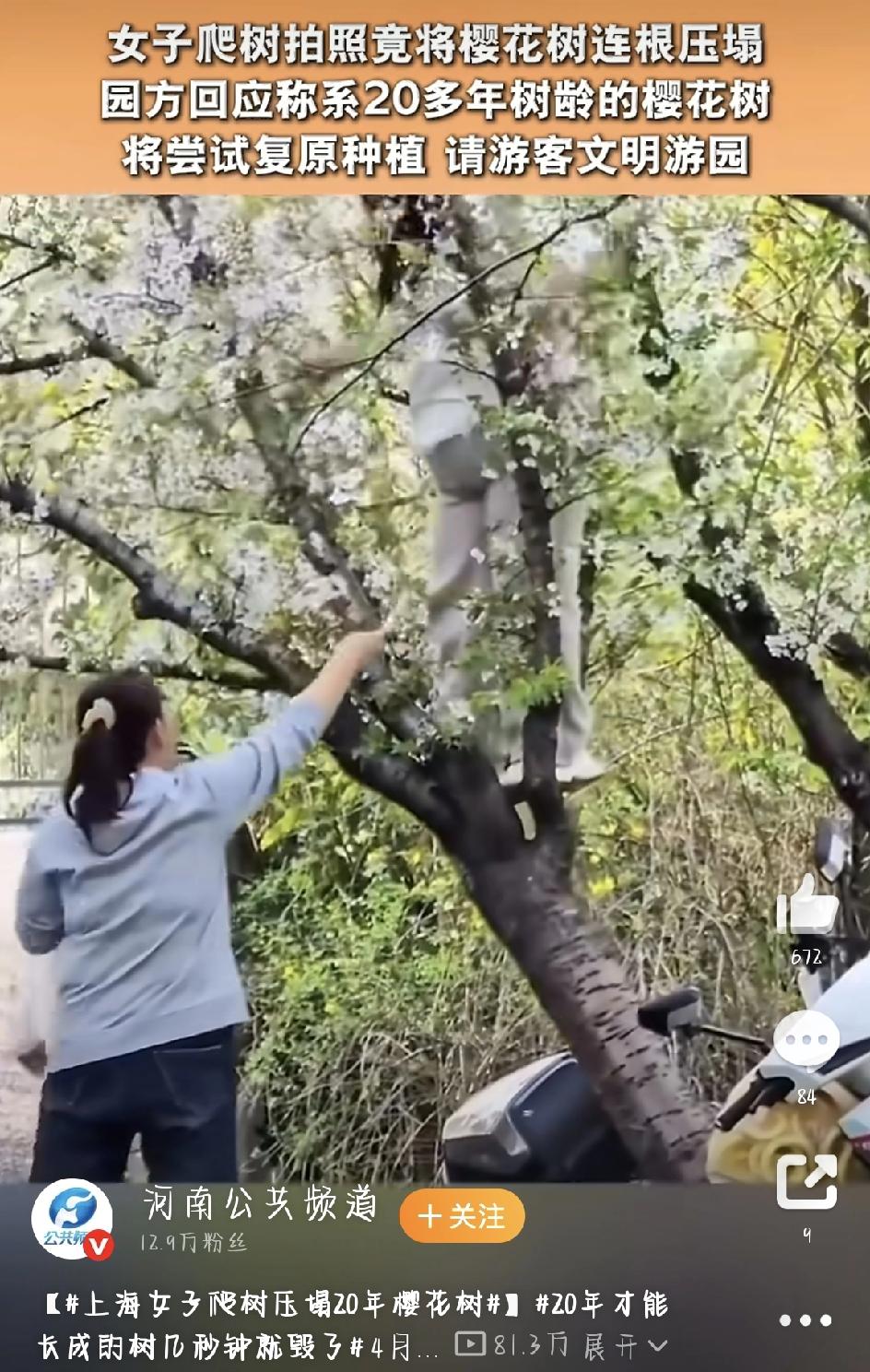 4月7日，一条上海女子爬树压塌20年樱花树的话题冲上了热搜。说实话，看完这件事，