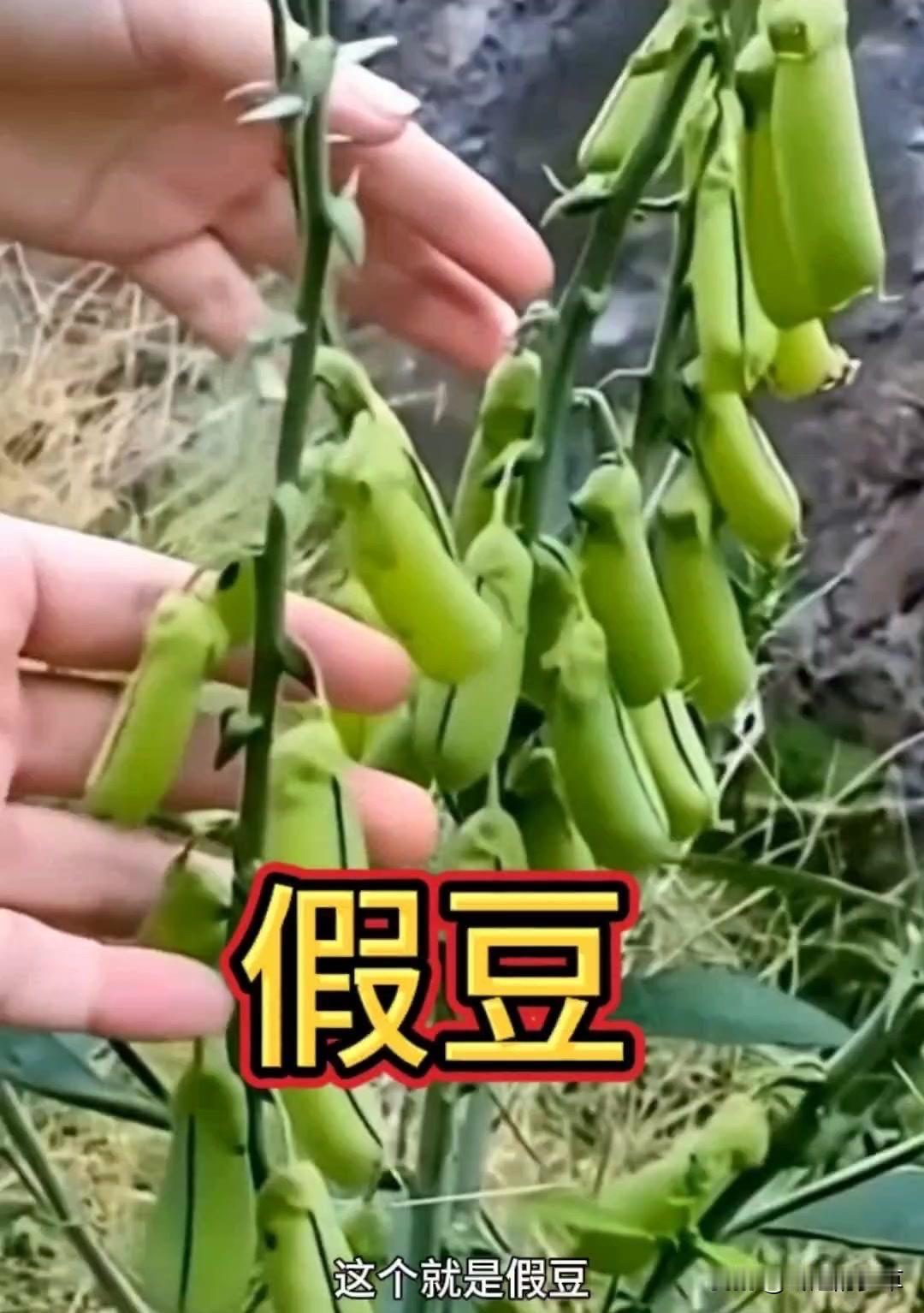 假豆你见过这种植物吗？🌱这个就是假豆，估计很多人没见过。还记得小时候身上长
