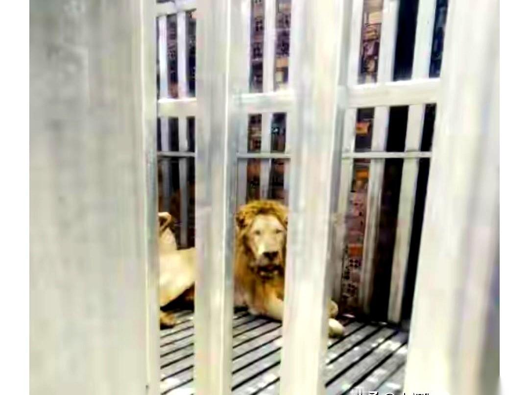 魔幻，真的魔幻。一群荷枪实弹的军人，冲进一个金碧辉煌的赌场，不是为了抓赌徒，是