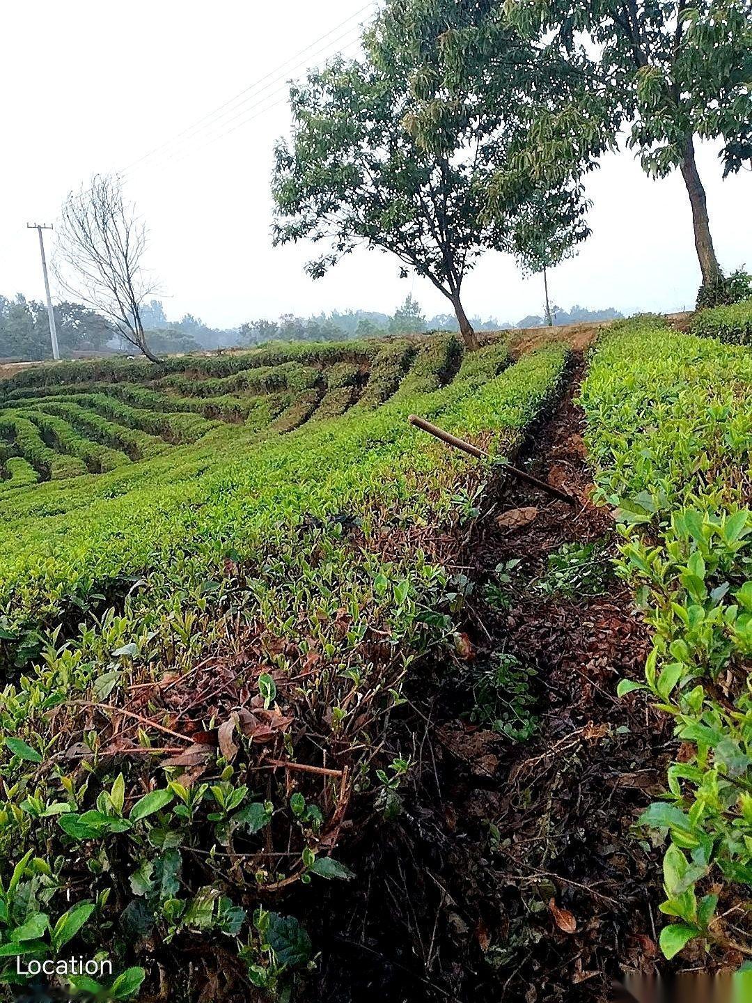 “明年她敢再种，种啥我拔啥！”“谁敢动一下试试？我跟他拼命！”听听，这话从我