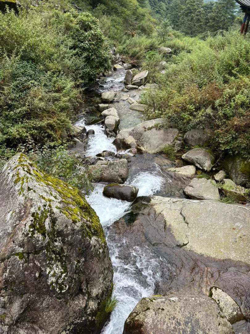 云南的大山，野菌子遍地。苍山徒步很舒适。​​​