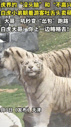 最近天津动物园这段老虎视频火了！一只白虎对着游客调皮吐舌，疯狂