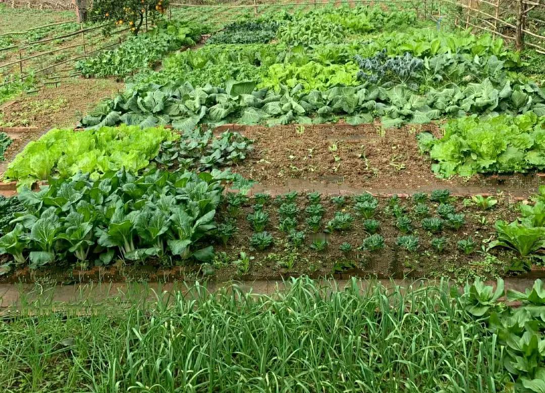 房东大娘家的菜园子，看着真是赏心悦目啊，这么大一片菜地，也不知她是怎么做到把每一