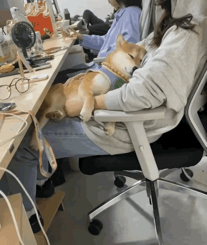 狗子：这个女人的怀里太让单身狗们羡慕了吧狗子我最喜欢的就是睡觉觉