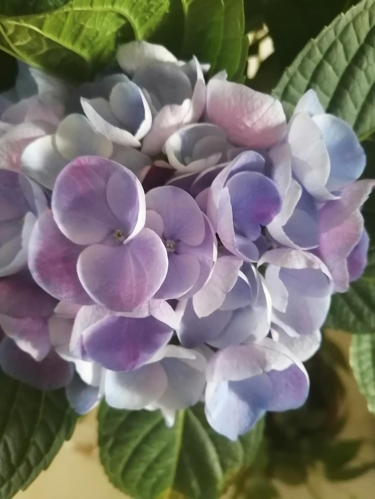 分享一张你相册里的花草照片这是我养的绣球花，一盆是淡紫色的一盆是淡黄色的。这种花