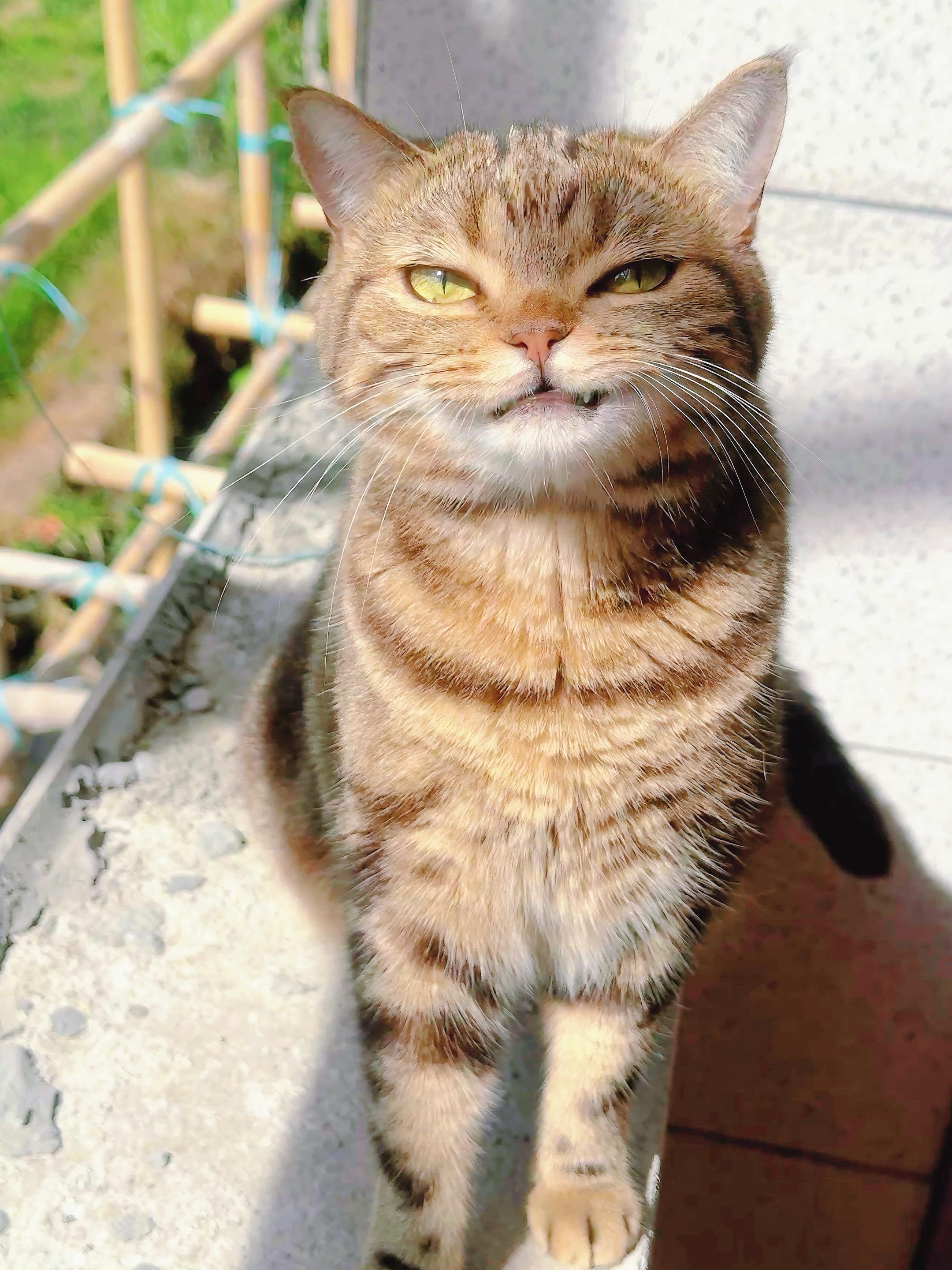 小猫咪你会懂我的。