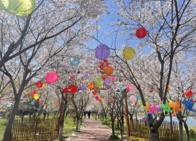 荆州春日赏花去哪？这片樱花海3月21日启幕，好玩又好拍春天想找地方踏青