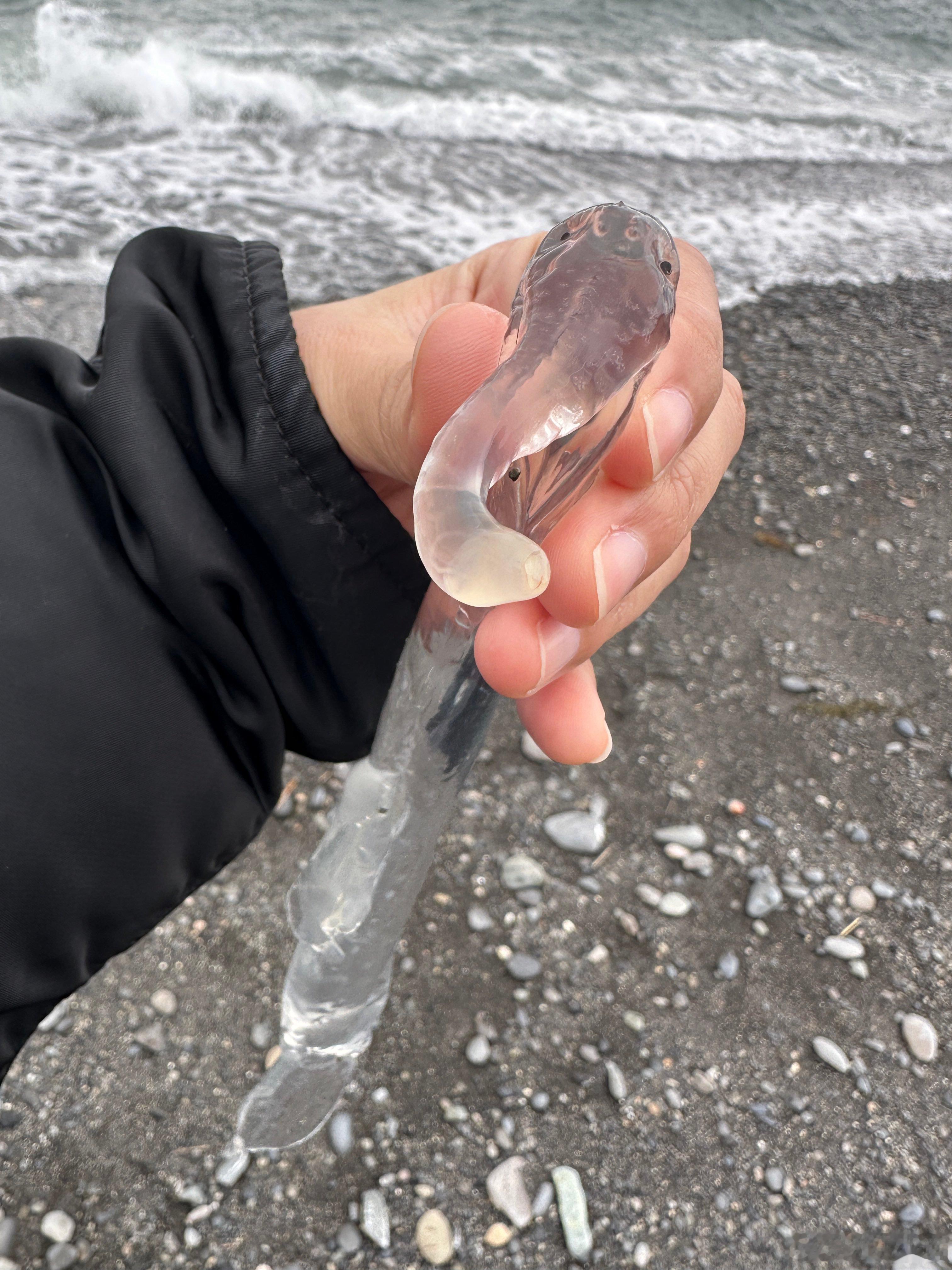 【🧊通透梦幻的大象水母】通体冰透看着自带满满凉意🧊❄️它并不是AI造