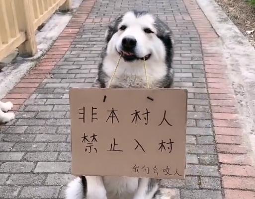 这大概是我见过最特别的封锁方式狗狗：都给我在家好好待着！不许胡乱出门！安全第一