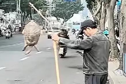 这几天网络上掀起一个大讲路边卖大鳖的事，穿工装、穿迷彩服，脚上还沾着泥土的很像刚