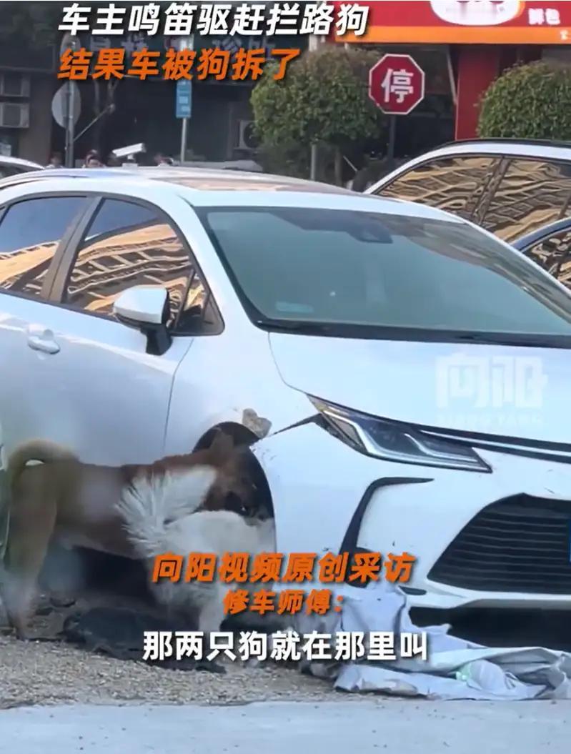 震惊！广州一车主鸣笛惹怒两只狗，竟导致车辆被“拆”毁！网友：狗的复仇太“专业”！