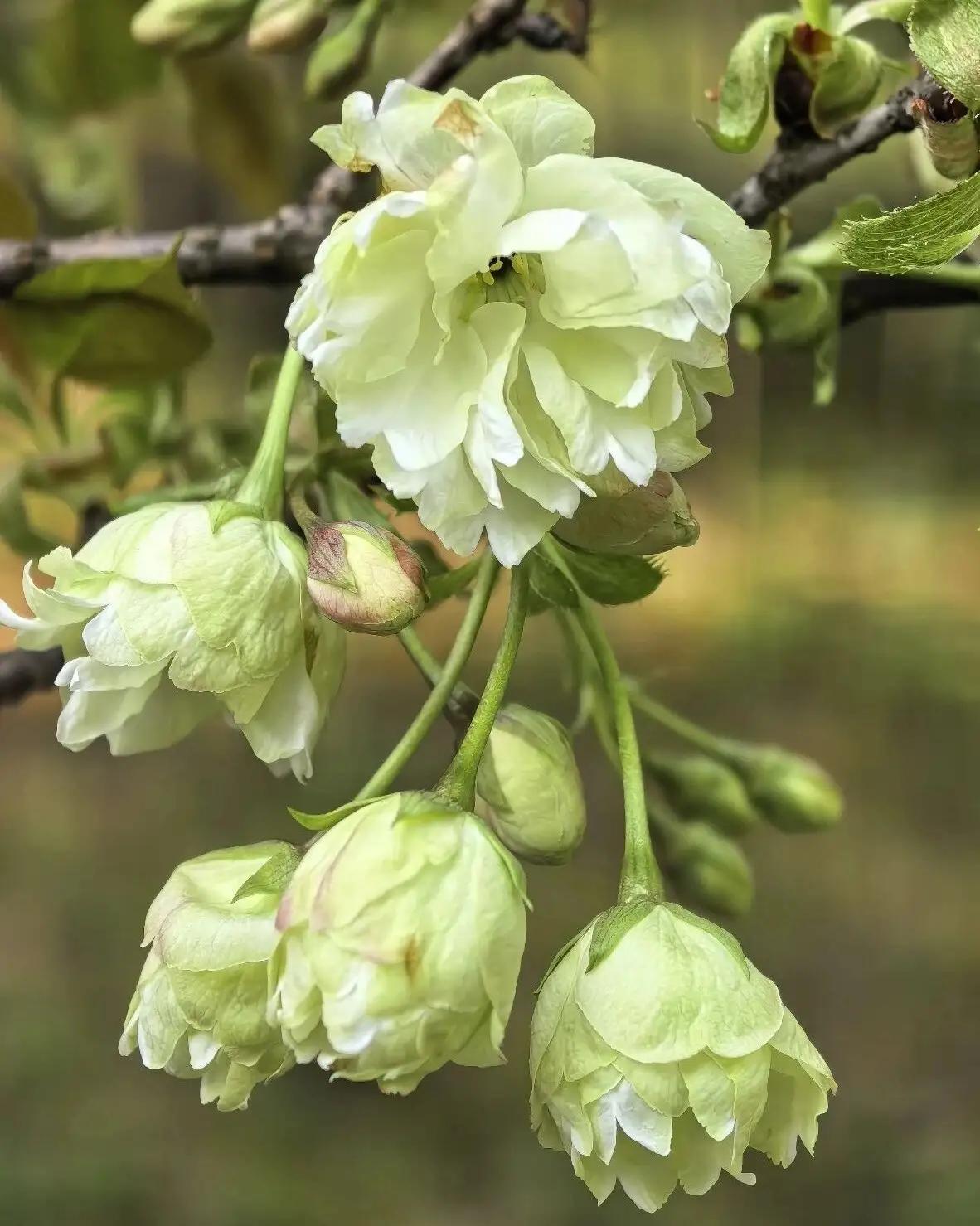 四月北京，玉渊潭的绿樱开了。不是那种粉粉嫩嫩的，是淡淡的抹茶色，藏在晚樱丛里