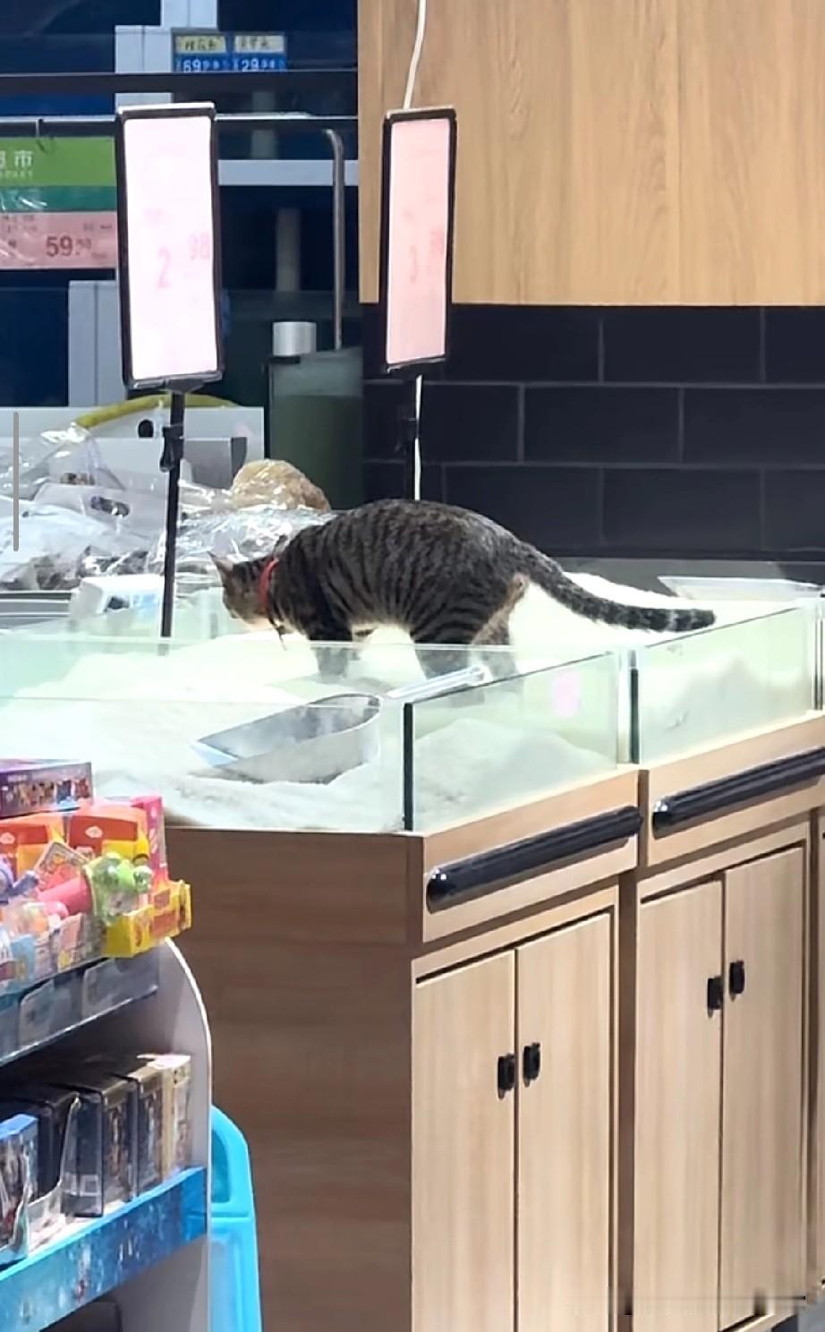 猫在大米上拉屎，老板硬核操作获赞！但这事真的结束了吗？超市狸花猫蹲在散装米